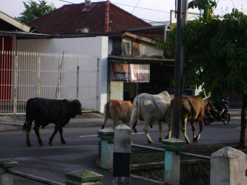 10 Stereotipe Hewan Yang Tidak Benar