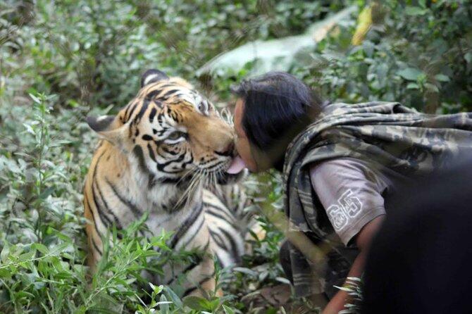 Ala Jungle Book, Pria Asal Malang Tinggal Dengan Harimau 10 Tahun