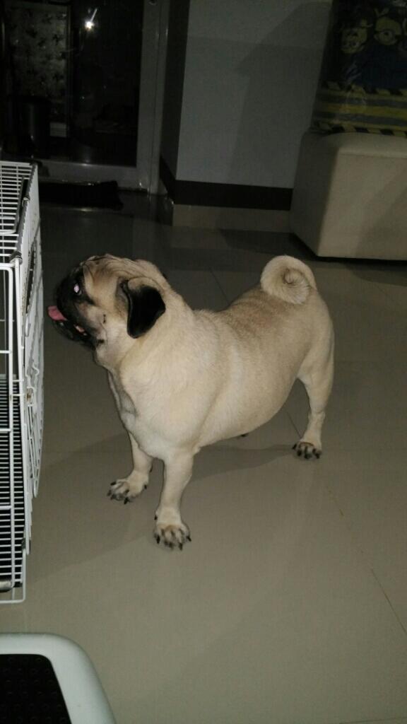 Cari BEtina Anjing Pug Buat Kimpoi