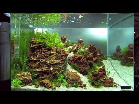 Jasa pembuatan Aquascape Murah Meriah