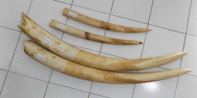 Selundupkan 5 gading gajah dari Malaysia, 2 warga NTT masuk bui