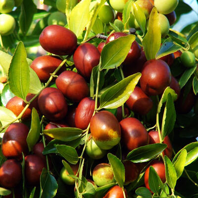 Bukan Hanya Arab,Tiongkok Juga Punya Kurma Merah yang Berkhasiat Menjaga Kesehatan