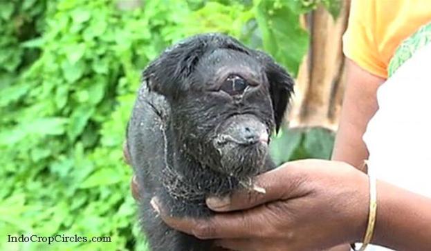 Gempar ! Kambing Hitam Bermata Satu dijadikan Berhala di India