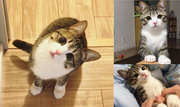 Kucing-kucing terlucu di Instagram dengan Follower Terbanyak!