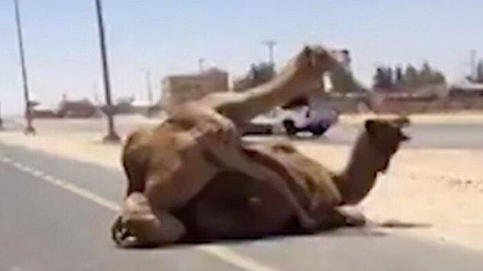 Dua Unta Lagi 'Indehoi' di Jalan Raya Ini Bikin Macet Lalu Lintas di Padang Pasir