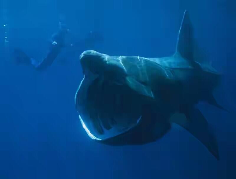 Mega Mouth Shark ( Hiu Bermulut Besar )