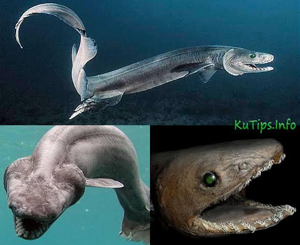 Jenis Jenis Binatang Laut Purba