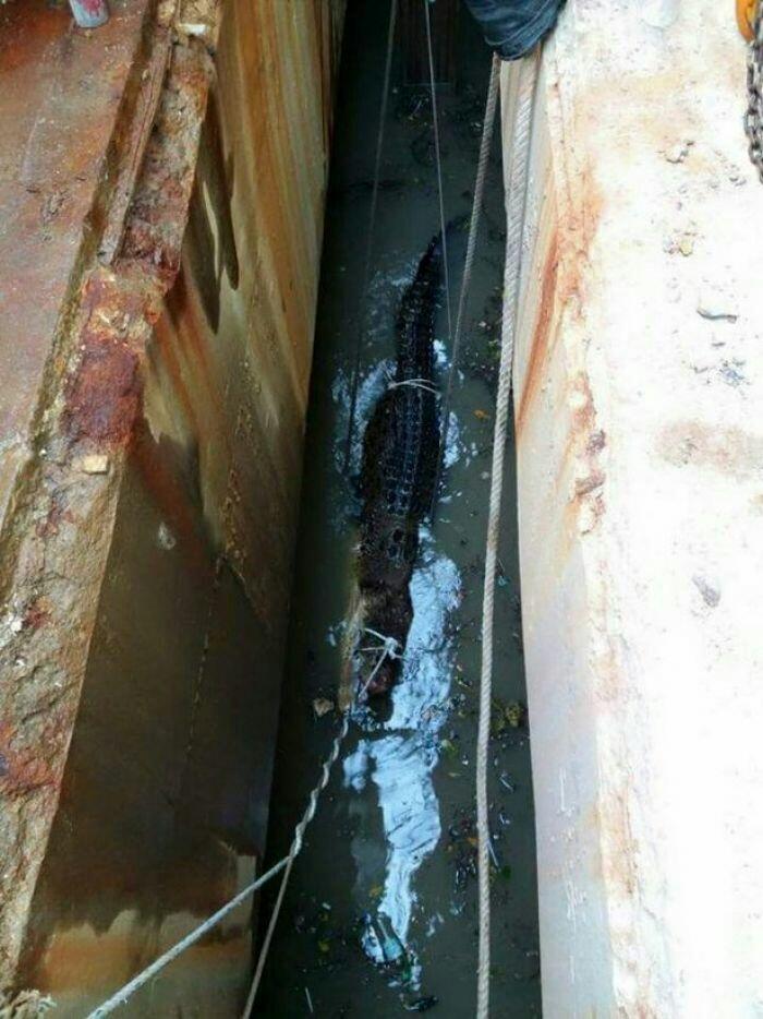 Heroik! Petugas Pemadam Kebakaran Coba Selamatkan Buaya dari Saluran Pembuangan