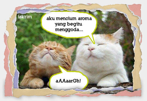 Inikah Yang Terjadi Kalau Si Meong Ikut Berpuasa (Meme Pus Edition)