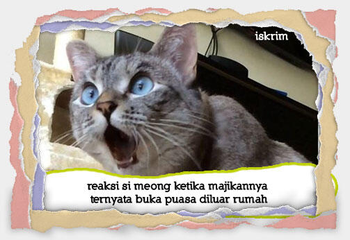 Inikah Yang Terjadi Kalau Si Meong Ikut Berpuasa (Meme Pus Edition)