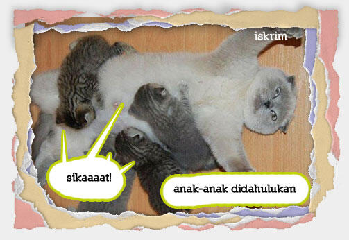 Inikah Yang Terjadi Kalau Si Meong Ikut Berpuasa (Meme Pus Edition)