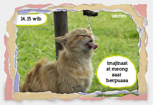 Inikah Yang Terjadi Kalau Si Meong Ikut Berpuasa (Meme Pus Edition)