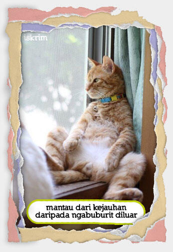 Inikah Yang Terjadi Kalau Si Meong Ikut Berpuasa (Meme Pus Edition)