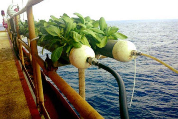 Mahasiswa Malang Jadikan Air Laut Media Tanam Sayur, Hasilnya ...