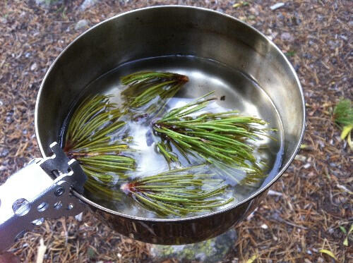 Wow! Mahasiswa Ini Ciptakan Teh Dari Bunga Pinus
