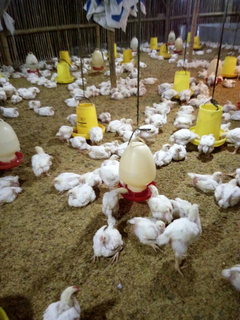 Kerjasama Usaha Ternak - Tentang Kolam Kandang Ternak