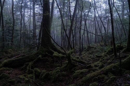 Mengintip Seremnya Wisata di Hutan Aokigahara, Horror Banget!