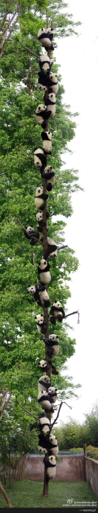 Masih Inget LONGCAT yang Fenomenal? Ini Versi Pandanya