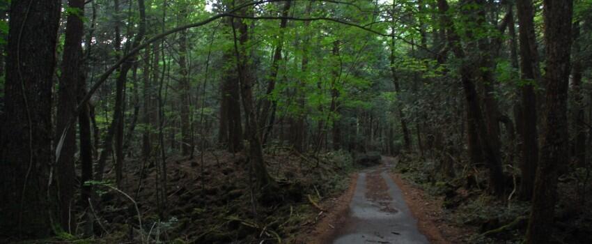 5 Fakta Seram Hutan Aokigahara, Lokasi Bunuh Diri Terpopuler di Jepang