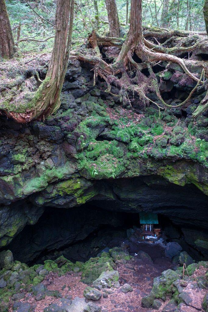 5 Fakta Seram Hutan Aokigahara, Lokasi Bunuh Diri Terpopuler di Jepang