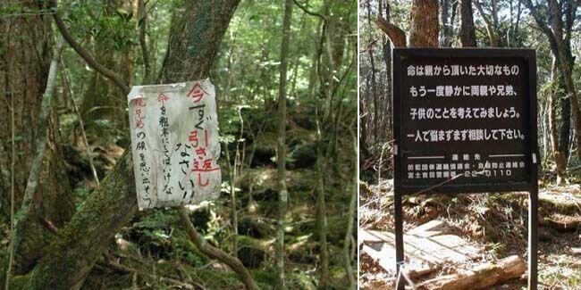 5 Fakta Seram Hutan Aokigahara, Lokasi Bunuh Diri Terpopuler di Jepang