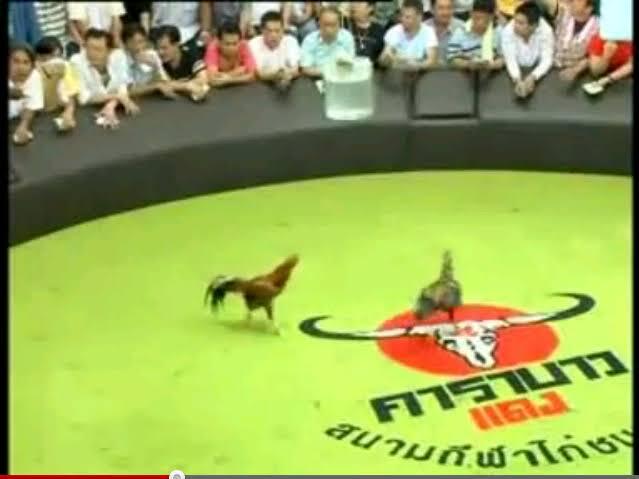 Hewan Yang Di Urus Layaknya Petinju Dunia.