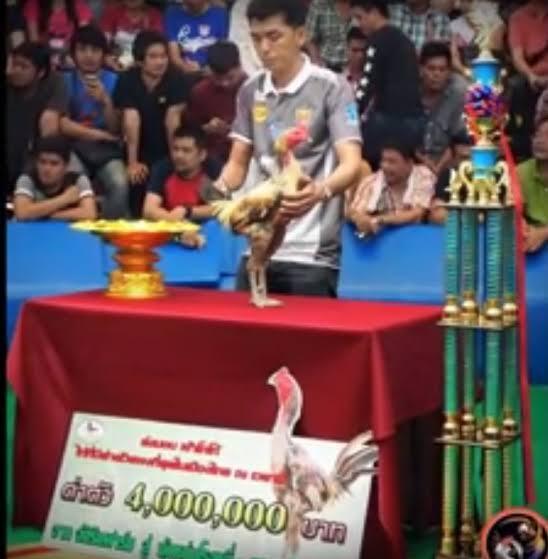 Hewan Yang Di Urus Layaknya Petinju Dunia.