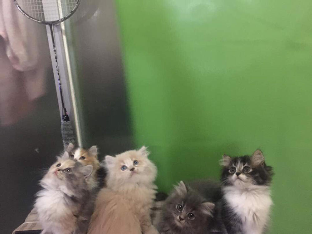 Terjual JUAL KUCING KITTEN PERSIA | KASKUS, kaskus, belanja online, handpho...