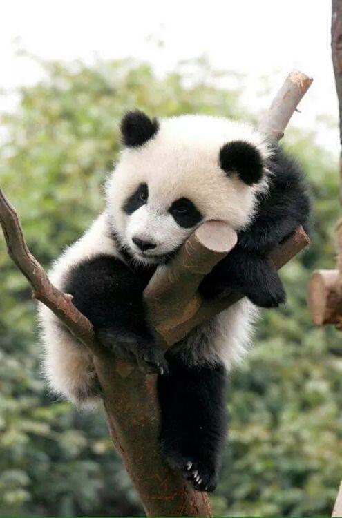 Masih Inget LONGCAT yang Fenomenal? Ini Versi Pandanya