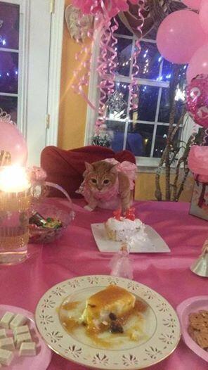 Pesta Serba Pink untuk Ulang Tahun Luna, Si Kucing Imut