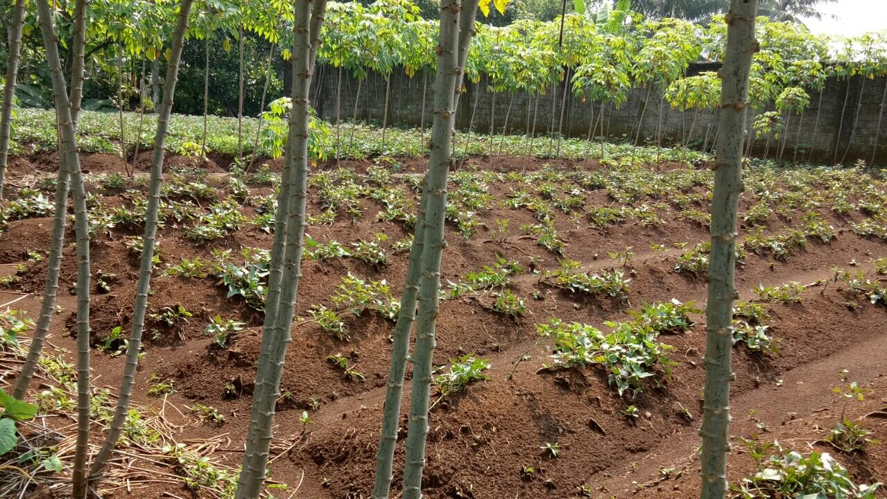 Kerjasama perkebunan hidroponik di bogor yuk