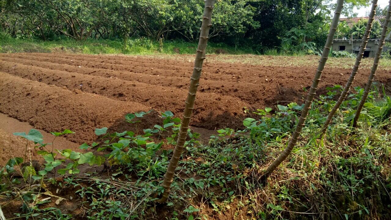 Kerjasama perkebunan hidroponik di bogor yuk