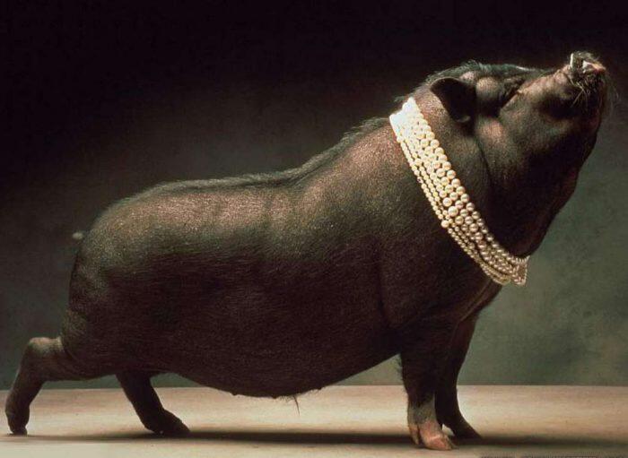 Babi Ngepet Tertangkap di Bekasi Bikin Heboh Warga