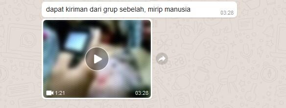 Babi Ngepet Tertangkap di Bekasi Bikin Heboh Warga