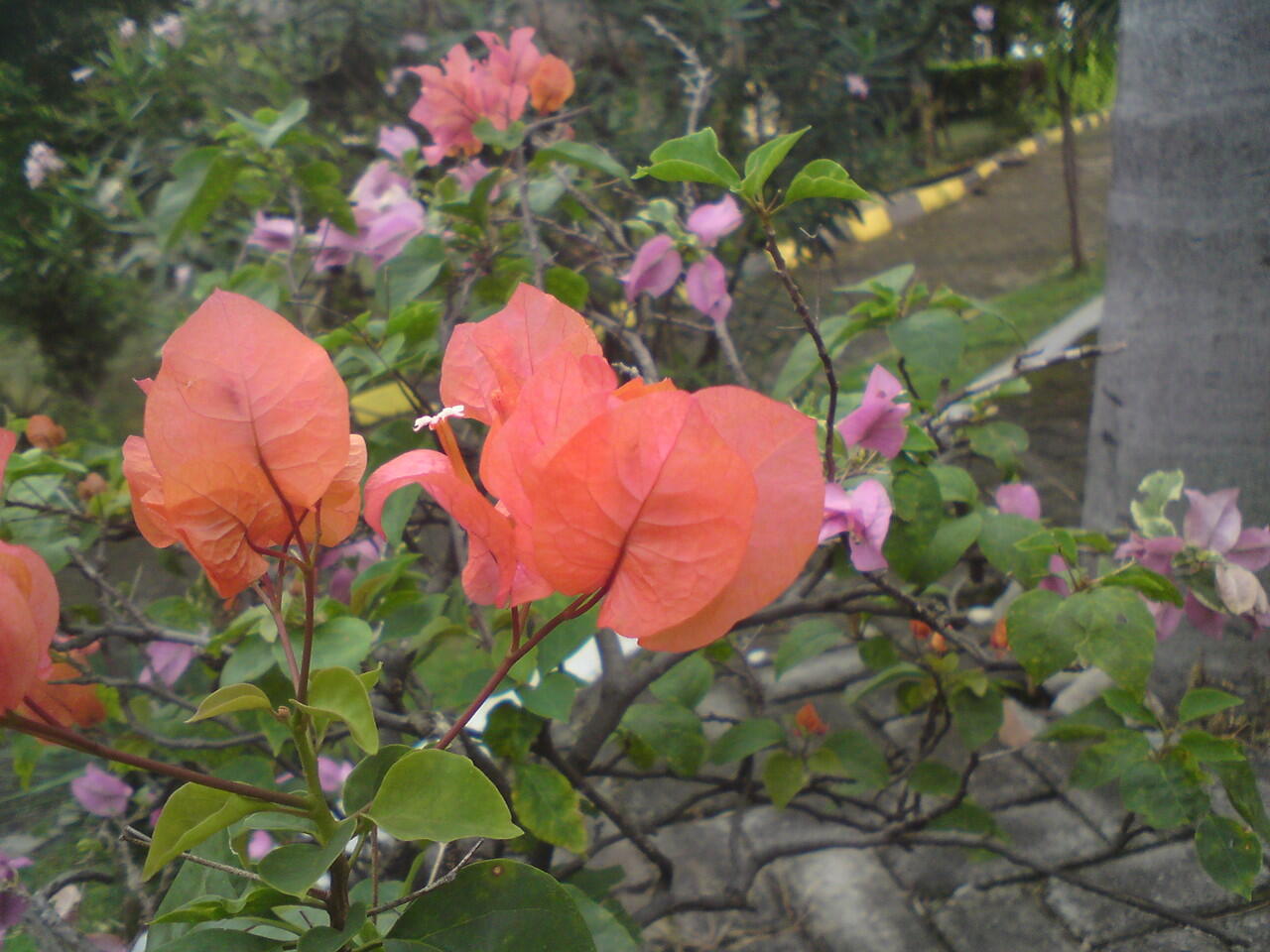 &#91;EVENT COC&#93; &#91;FEATURED PHONE&#93; Sony Ericsson C903, My Photography Companion