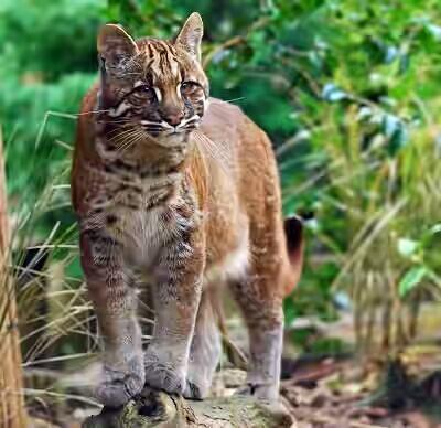 Kucing Merah Khas pulau Borneo Kalimantan yang Langka