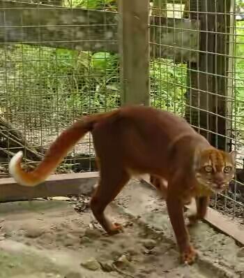 Kucing Merah Khas pulau Borneo Kalimantan yang Langka