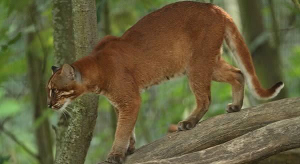 Kucing Merah Khas pulau Borneo Kalimantan yang Langka