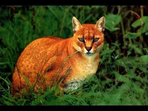 Kucing Merah Khas pulau Borneo Kalimantan yang Langka