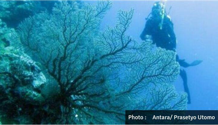 35 Persen Terumbu Karang Indonesia Rusak Berat
