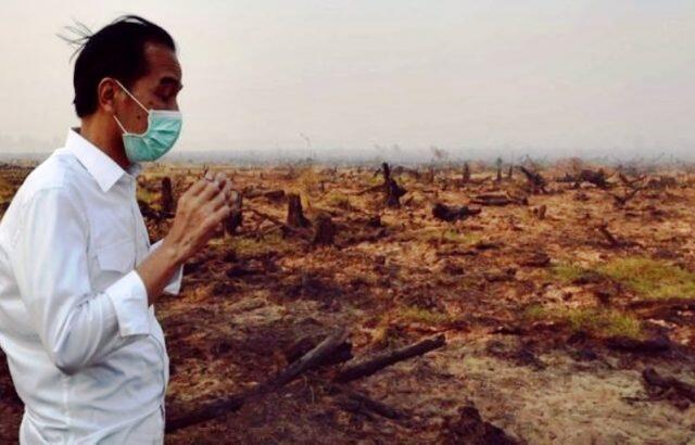 Akibat Deforestasi, 75 Persen Hutan Kalimantan Hilang pada 2020