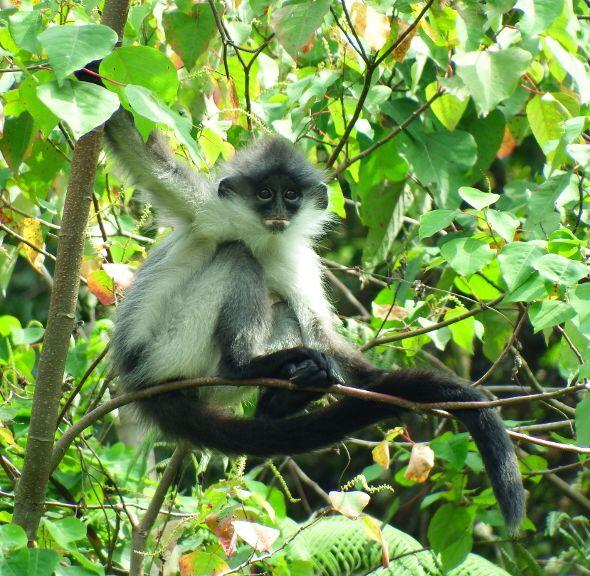 YUK WISATA ALAM ! SIAPA TAHU BERTEMU SURILI, SI PRIMATA ENDEMIK JABAR