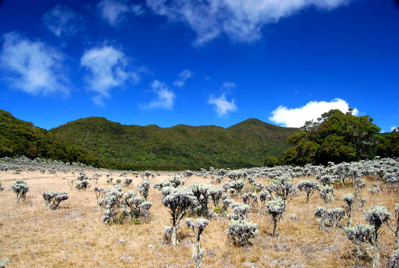 YUK WISATA ALAM ! SIAPA TAHU BERTEMU SURILI, SI PRIMATA ENDEMIK JABAR