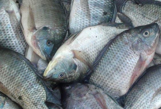 7 Makanan Sehat Membuat Wajah Awet Muda, yang Mukanya Tua Boleh Masuk Nih!
