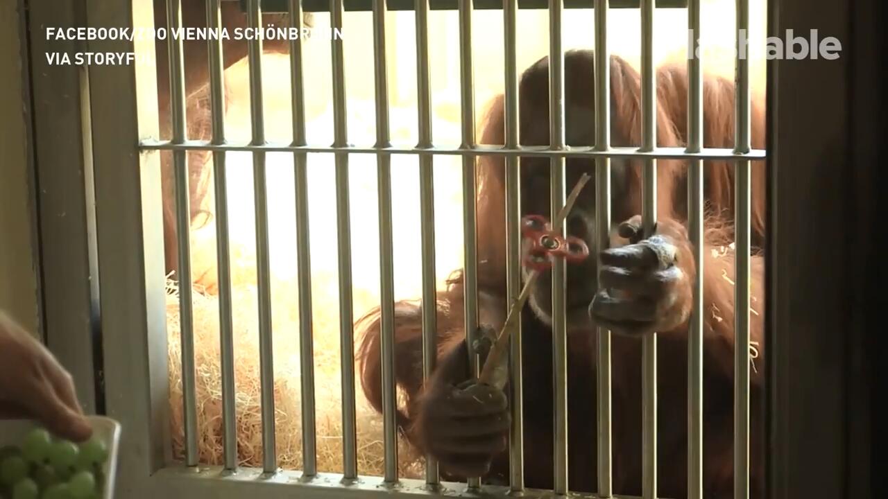Orangutan Juga Bisa Main Fidget Spinner