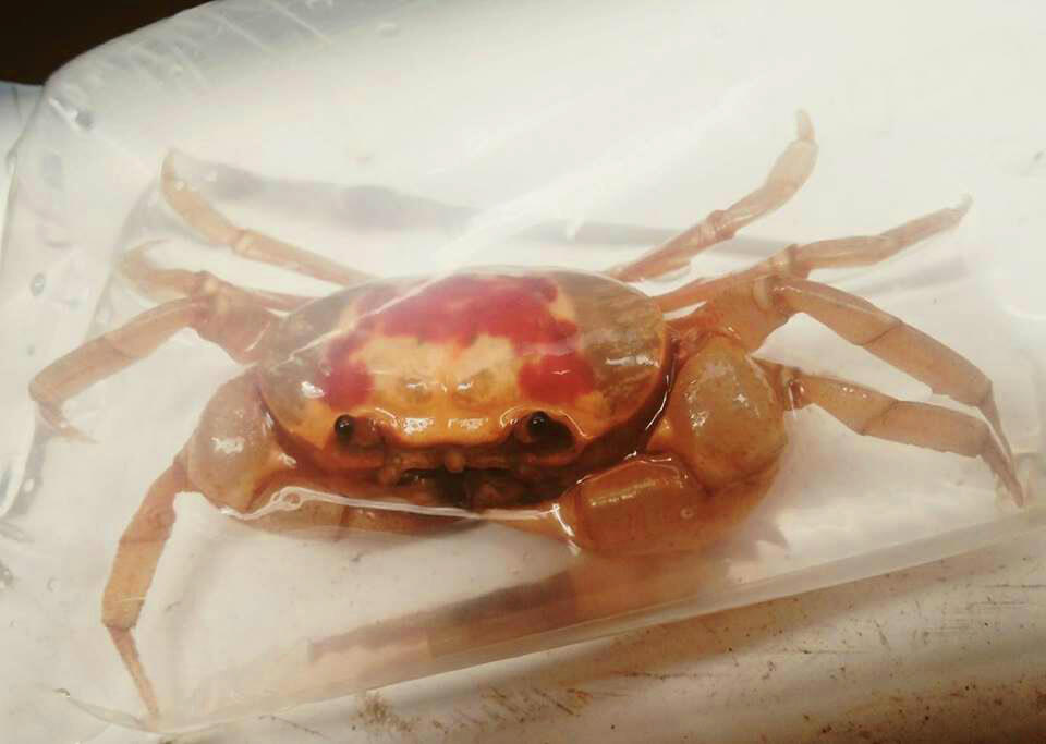 All About Indonesian Crab, Lobster &amp; Crayfish (Freshwater, barckish and marine)