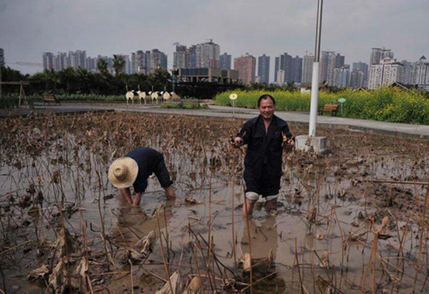 Tebak Lokasi Berkebun Ini Ada Dimana?