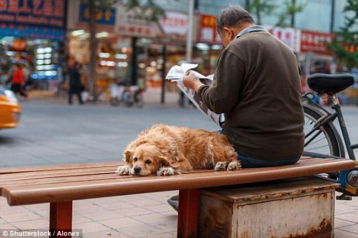 China Bikin Kebijakan Satu Anjing untuk Satu Keluarga