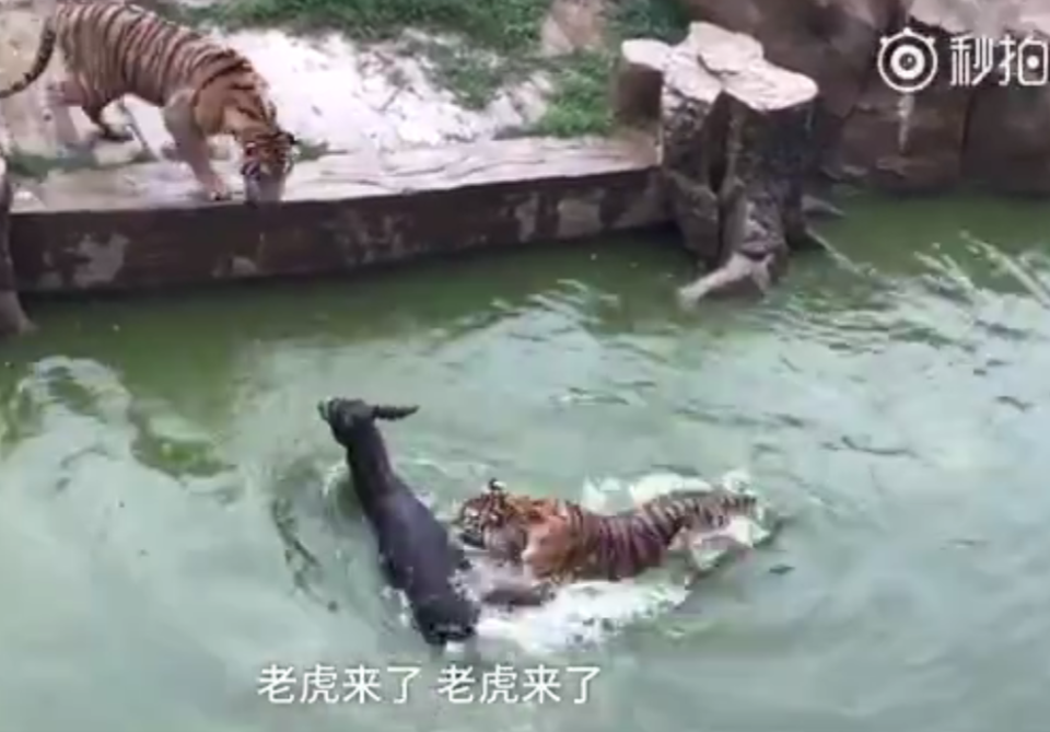 Ekstrem! Cara Petugas Kebun Binatang di China Memberi Makan Harimau Benar-benar Sadis