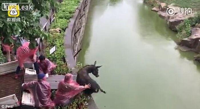 Ekstrem! Cara Petugas Kebun Binatang di China Memberi Makan Harimau Benar-benar Sadis